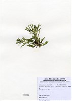 藏品(扁乳節藻)的圖片